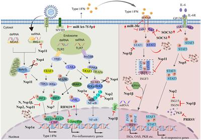 Evasion strategies of porcine reproductive and respiratory syndrome virus
